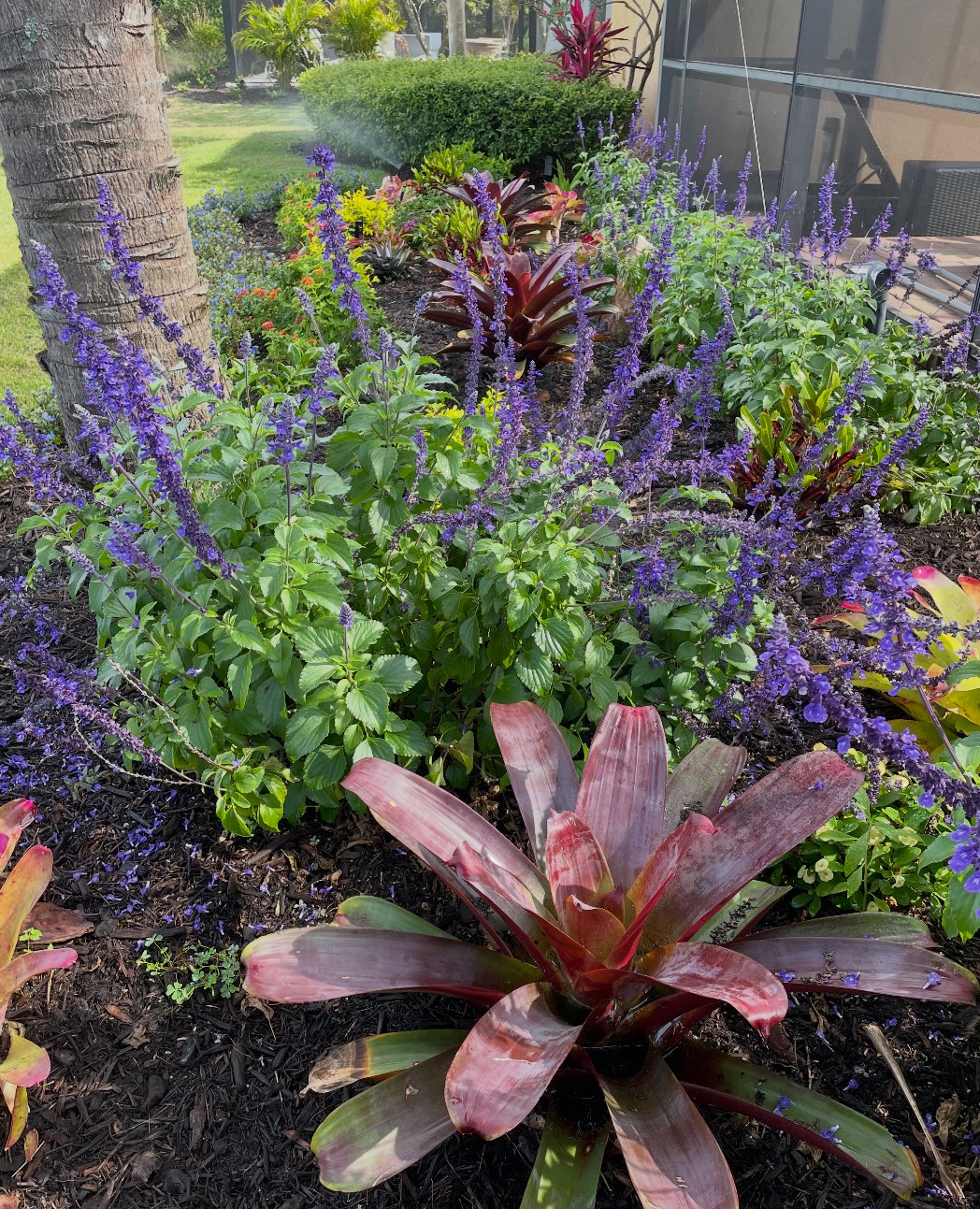 Purple salvia and pink bromeliads in freshly mulched planting beds