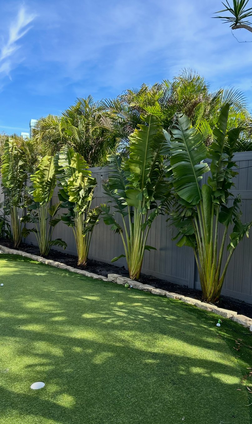 Traveler palms behind stone edging along an artificial turf lawn